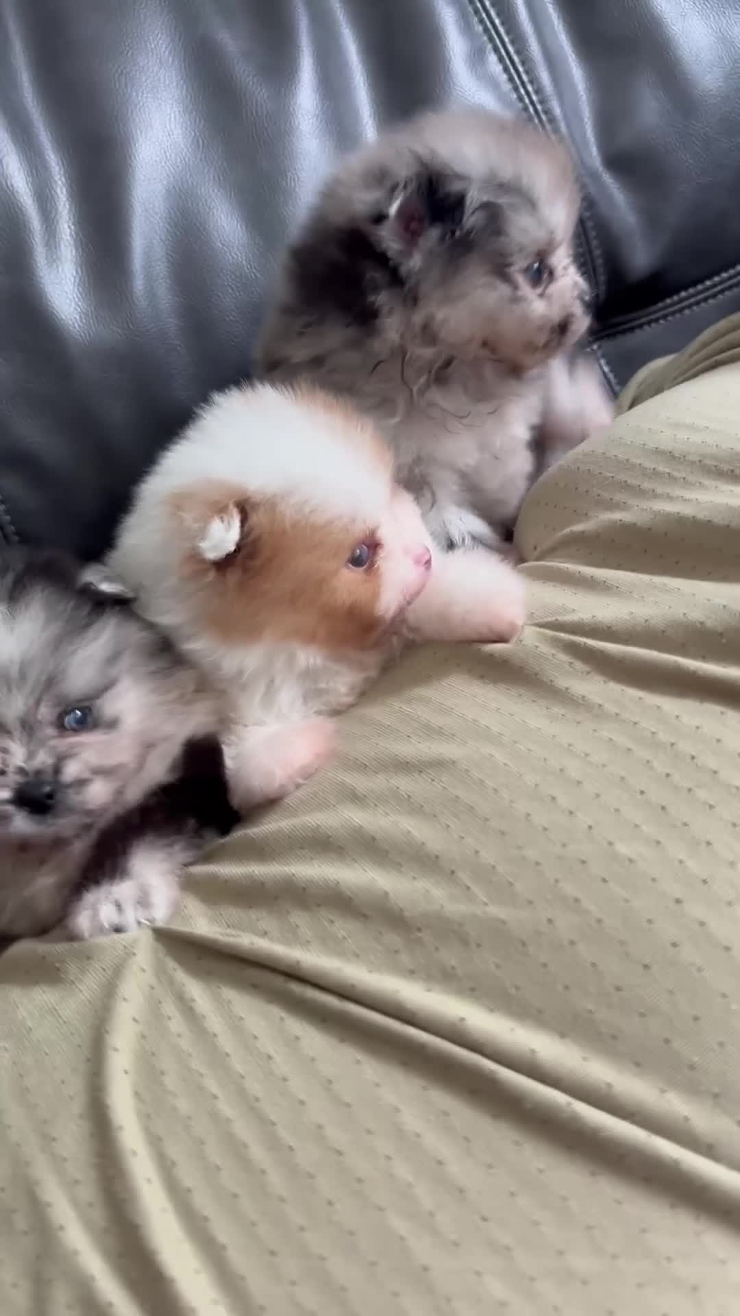 Pomeranian dogs for sale:  **  russianxpolish teddy bear Pomeranian  in Manchester - Video 1