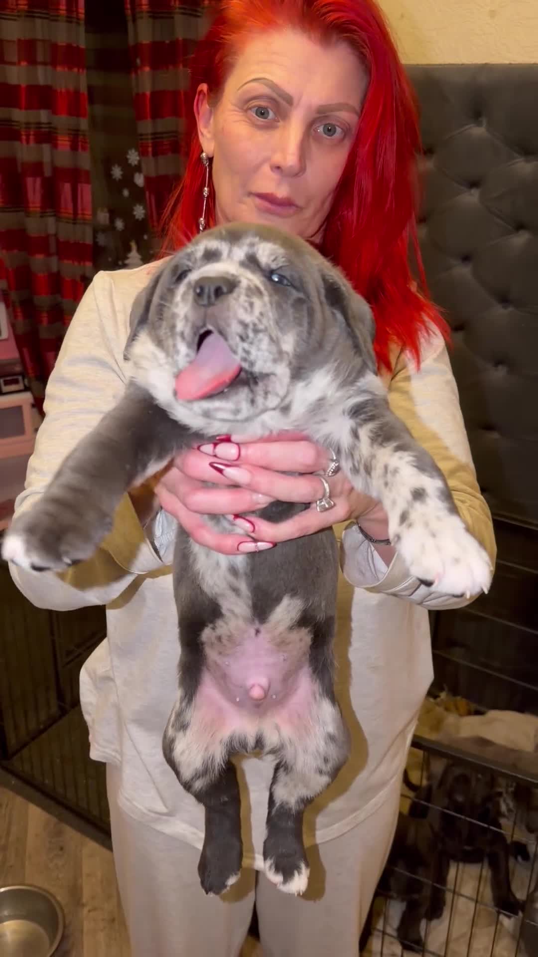 Cane Corso dogs for sale: Champion Bloodline Cane Corso Pups - Video 4