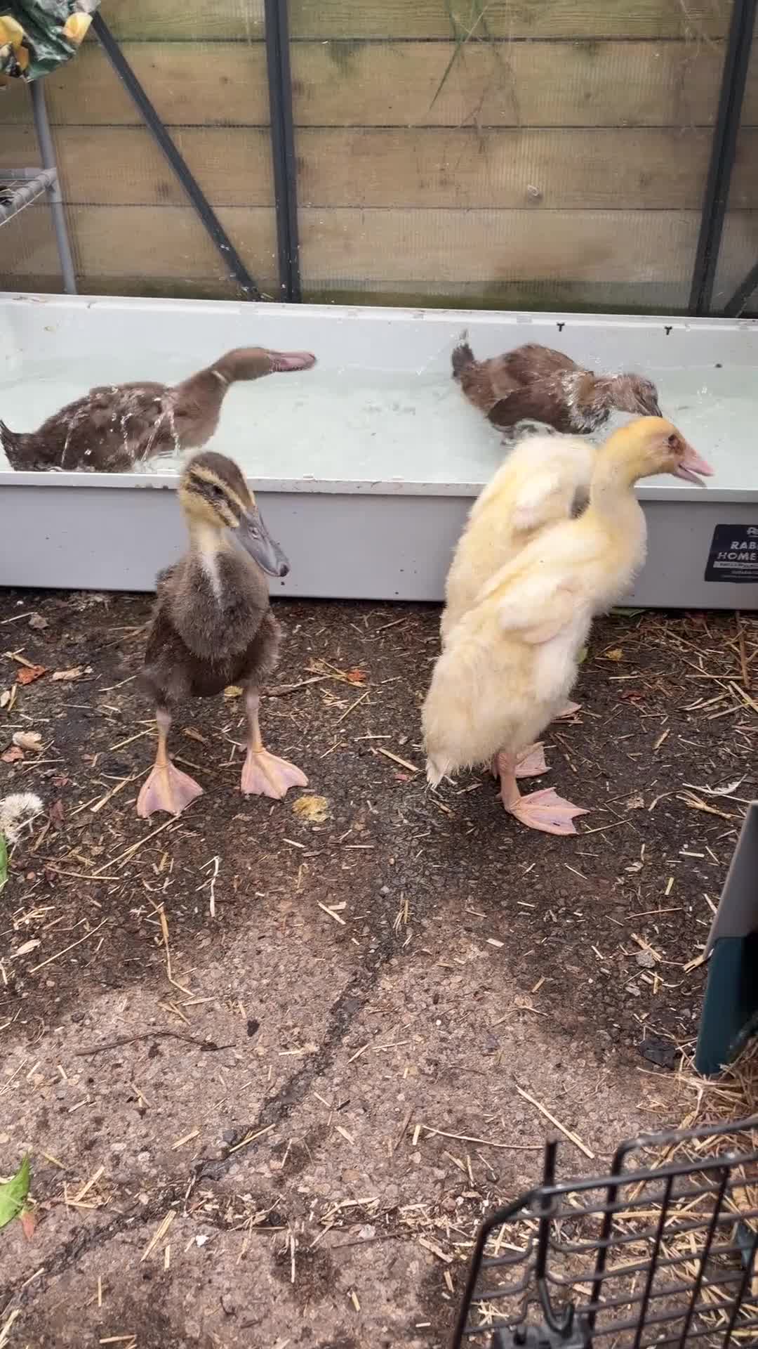 Ducks poultry for sale: Runner duck drakes  - Video 1