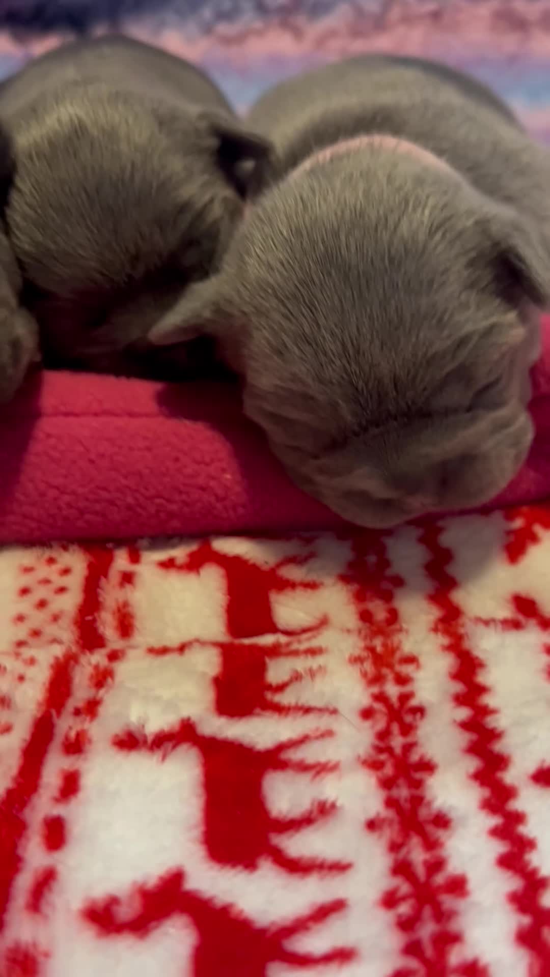 English Bulldog dogs for sale: Last tiny boy - Video 1