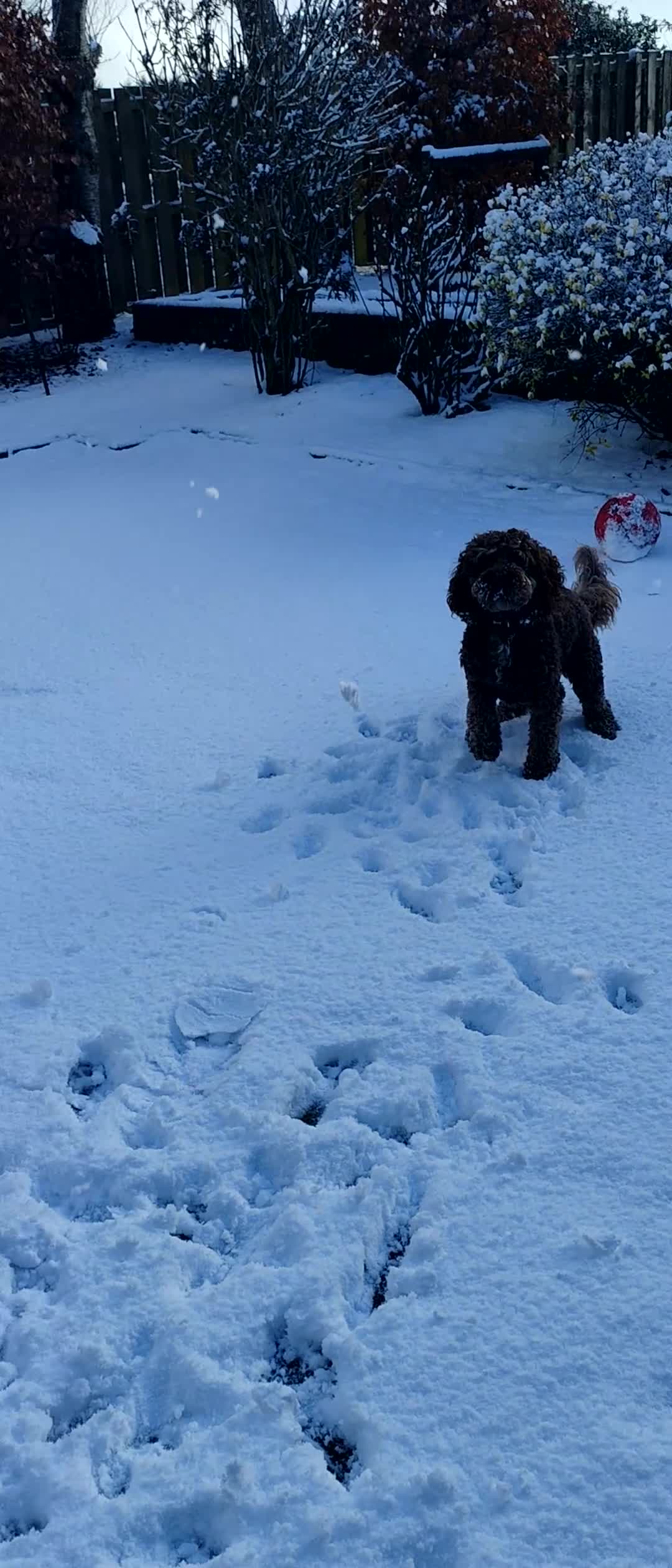 Cockapoo dogs for stud: Cockapoo for stud  - Video 1