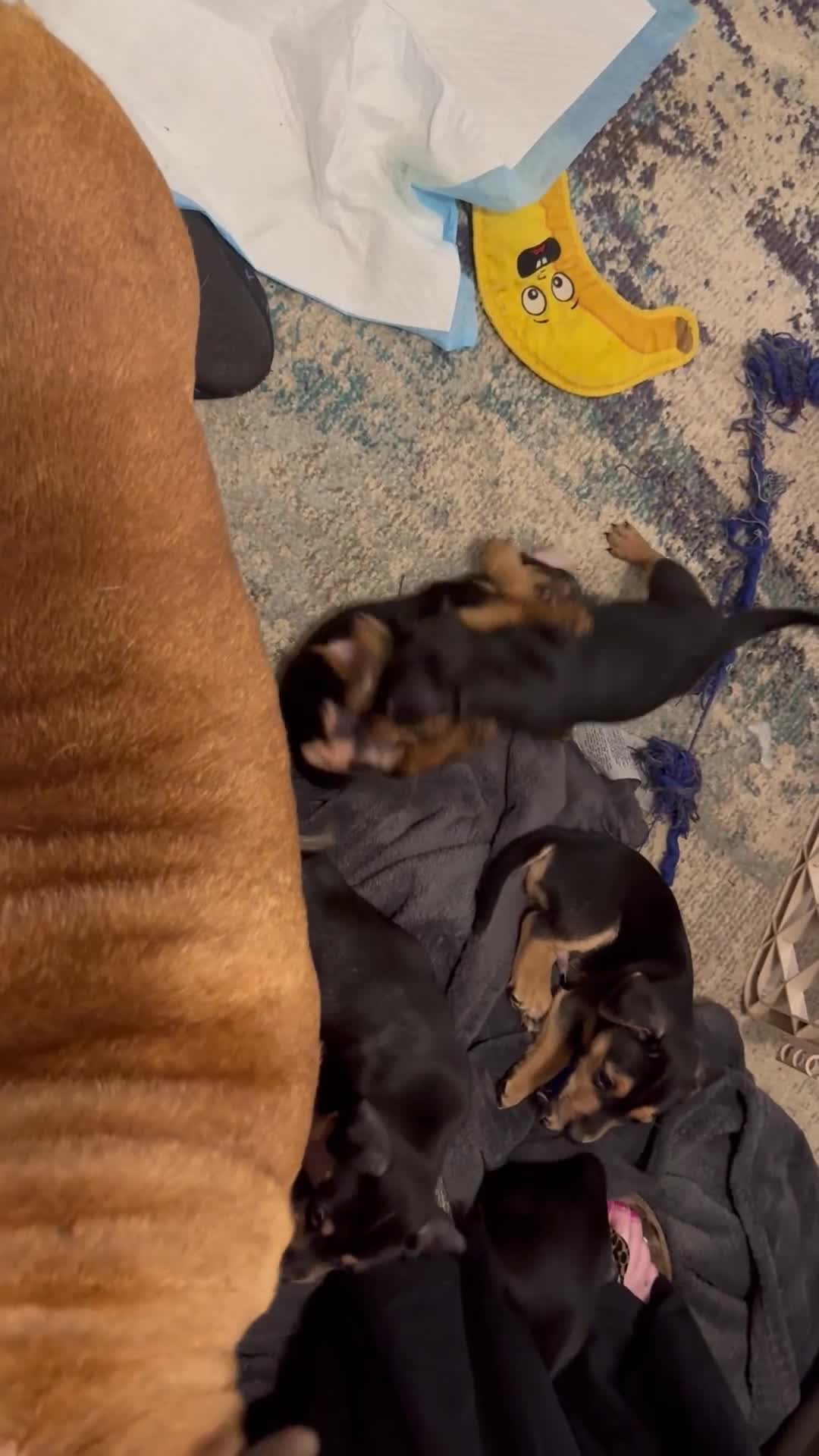 Jack Russell dogs for sale: Miniature Jack Russell pup - Video 1
