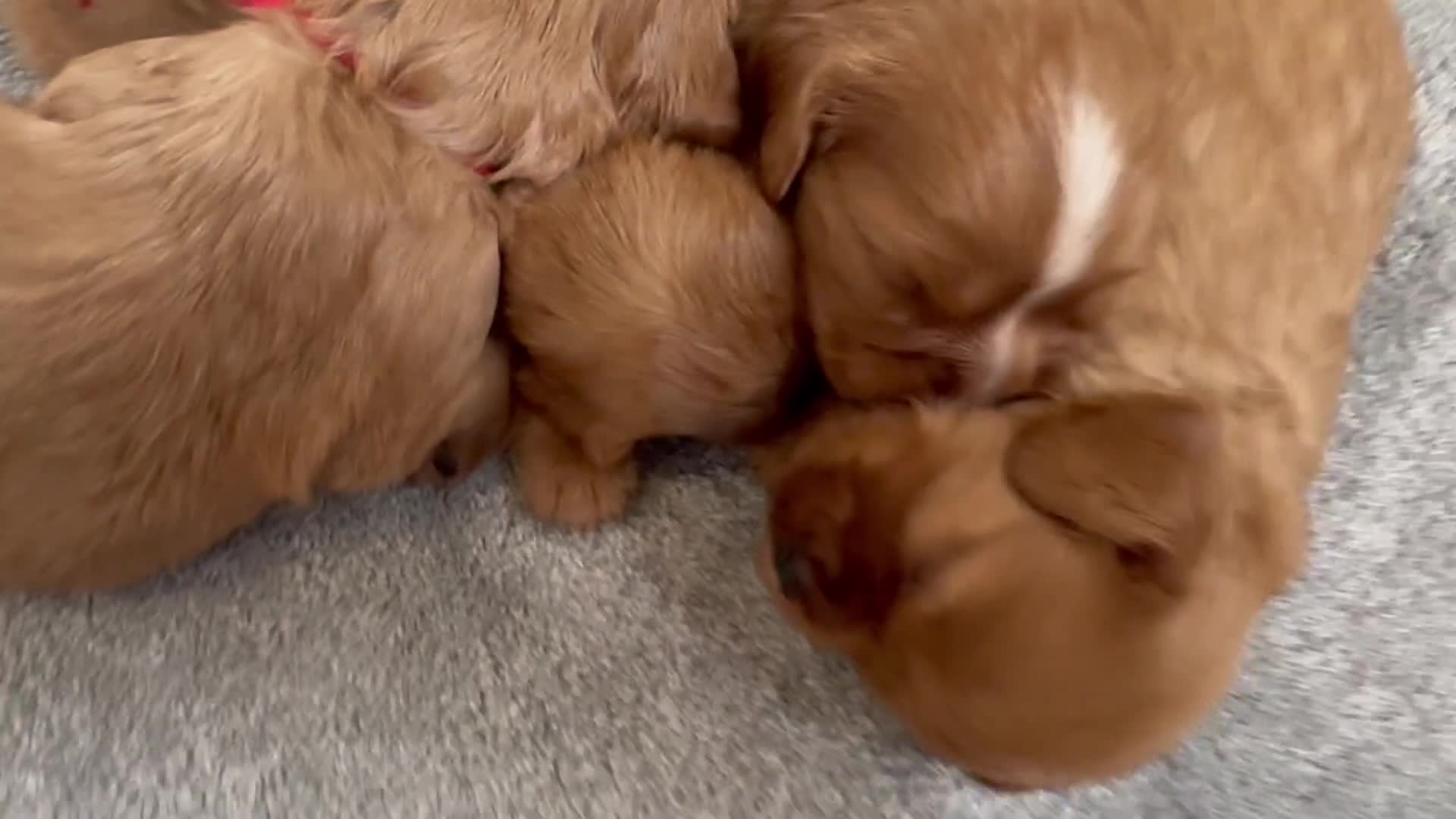 Cavalier King Charles Spaniel dogs for sale: Beautiful red KC boys health tested parents 😍🐶😍 in Swanley - Video 3