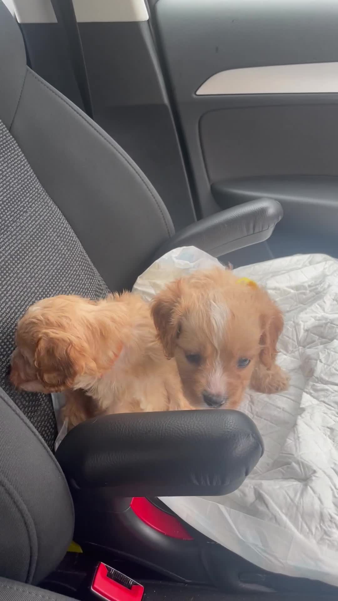 Cavapoo dogs for sale: ♡Absolutely Beautiful F1 Champagne Cavapoo Babies♡ - Video 4