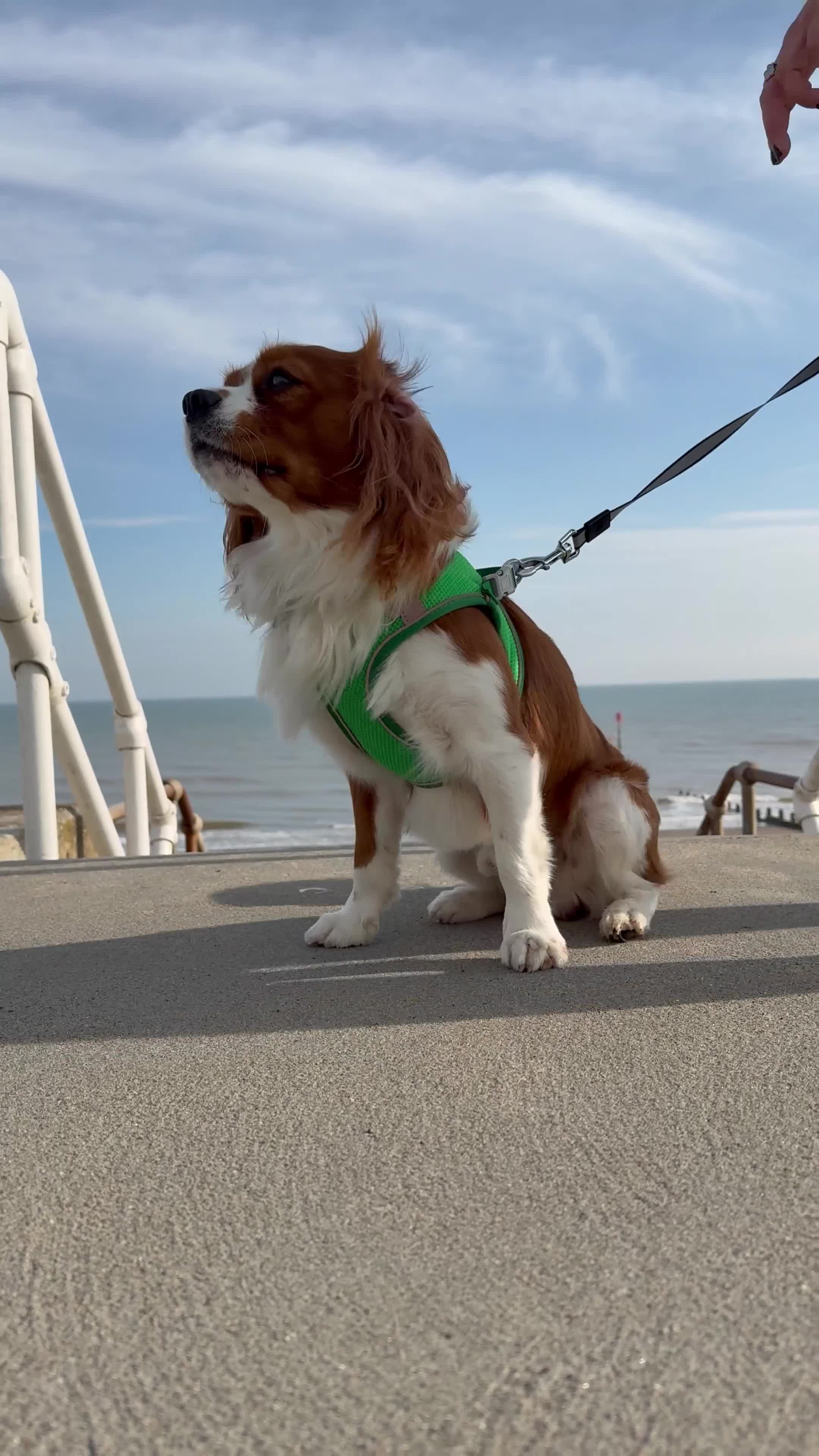 Cavalier King Charles Spaniel dogs for stud: Health Tested Cavalier King Charles For Stud - Video 1