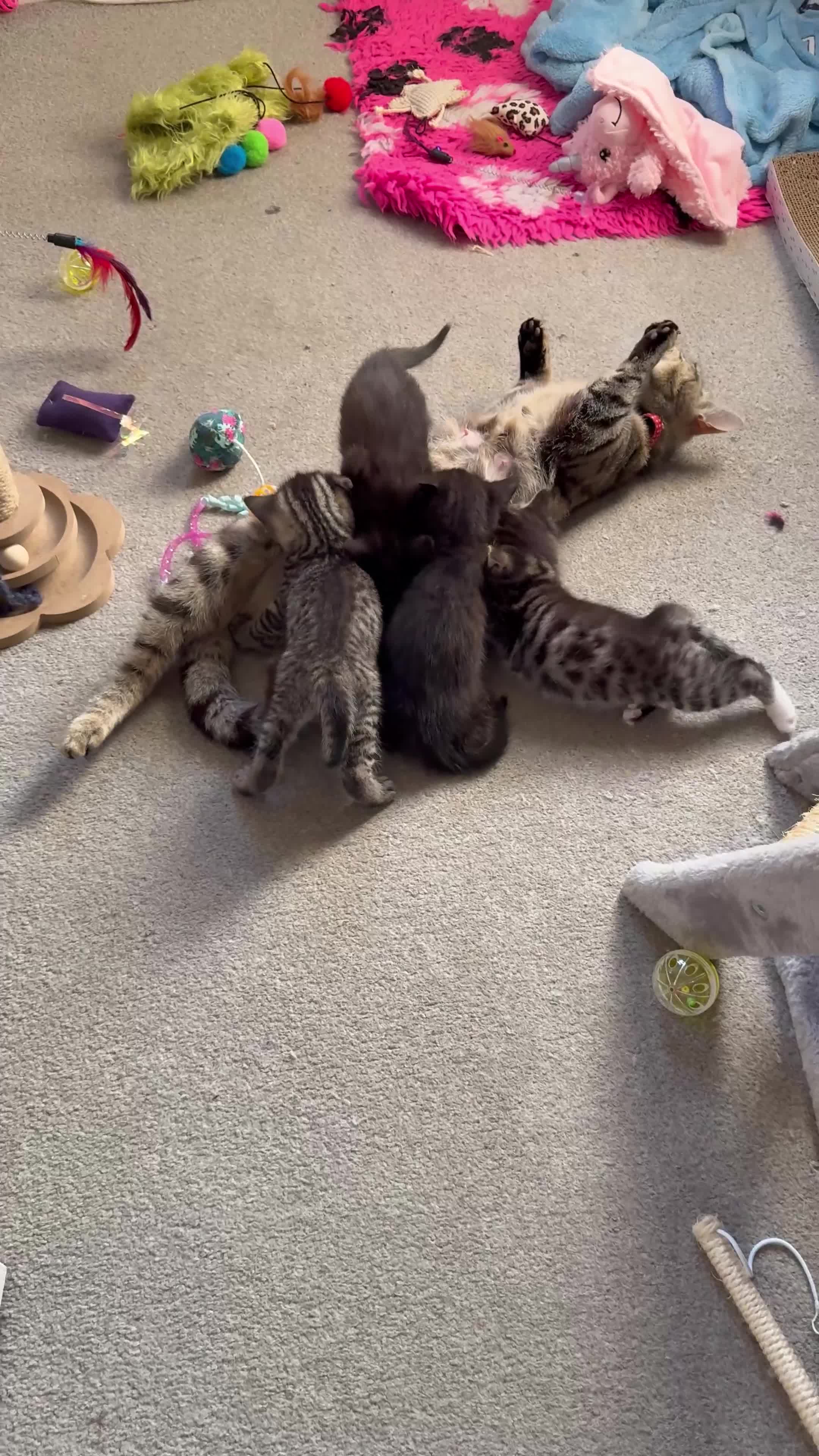 British Shorthair cats for sale: British Short hair X - Video 1