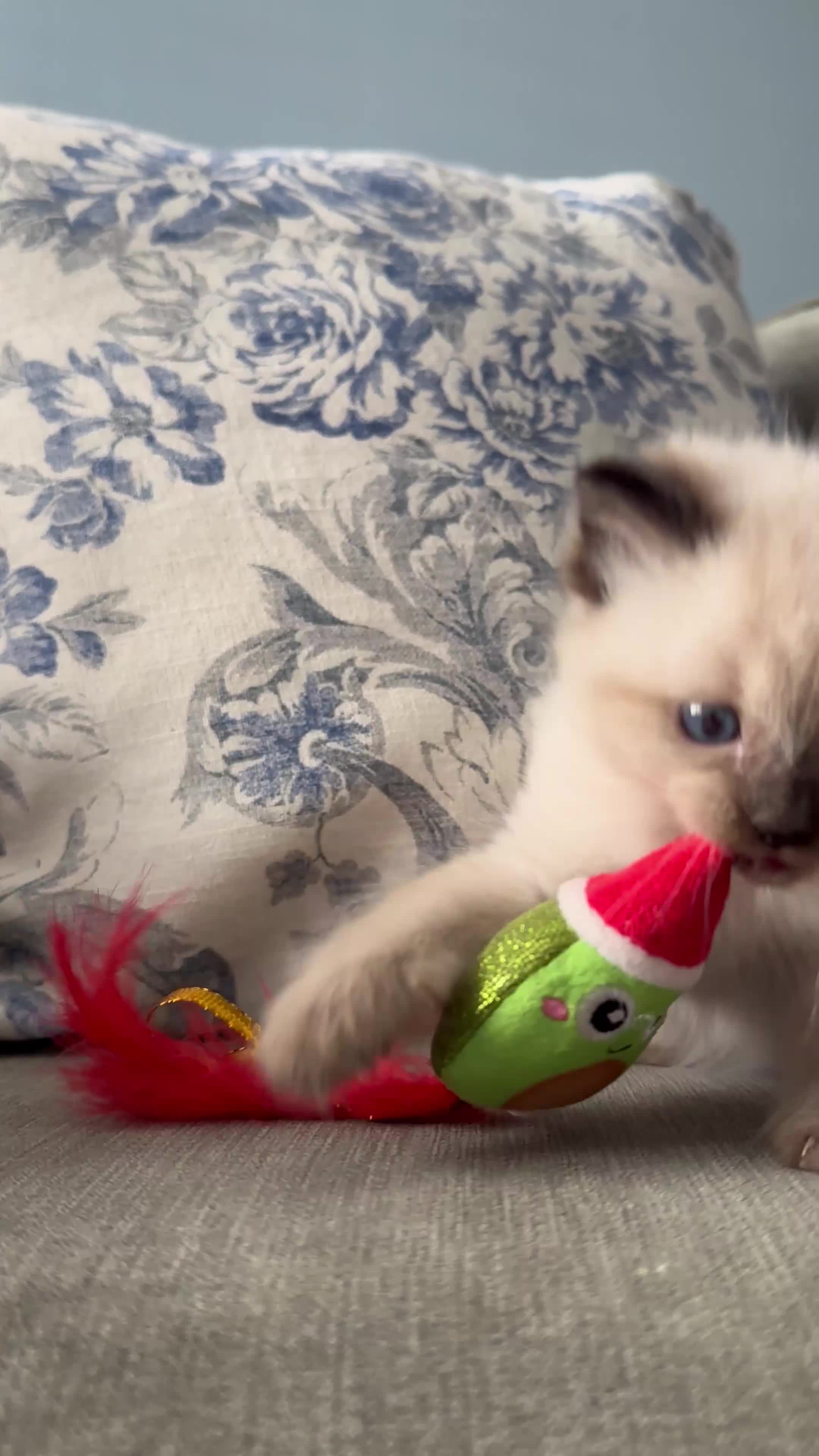 Ragdoll cats for sale: Ragdoll Kittens, Ready Now - Video 3