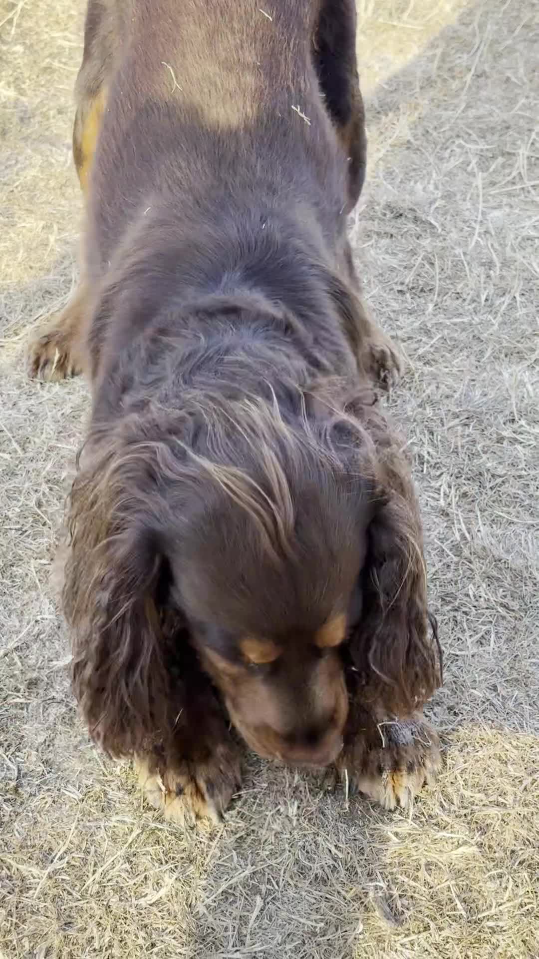 Cocker Spaniel dogs for stud: 🐾 Proven Stud - Healthy Working Cocker Spaniel 🐾 - Video 2