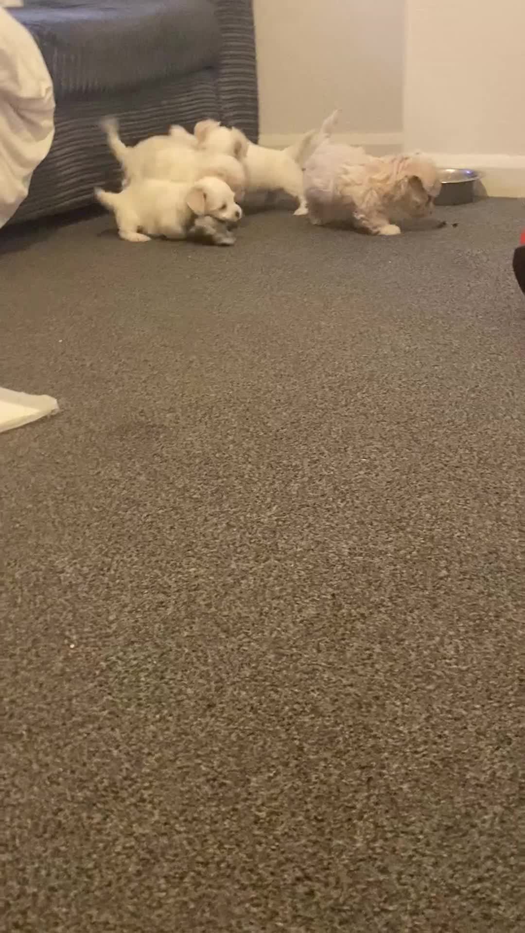 Bichon Frise dogs for sale: Bichon frinse puppy’s looking for a good home  in Alfreton - Video 1