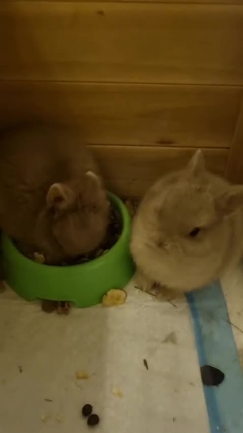 Netherland Dwarf rabbits for sale: Baby Pure Bred Netherland Dwarf - Agouti Female - Video 2