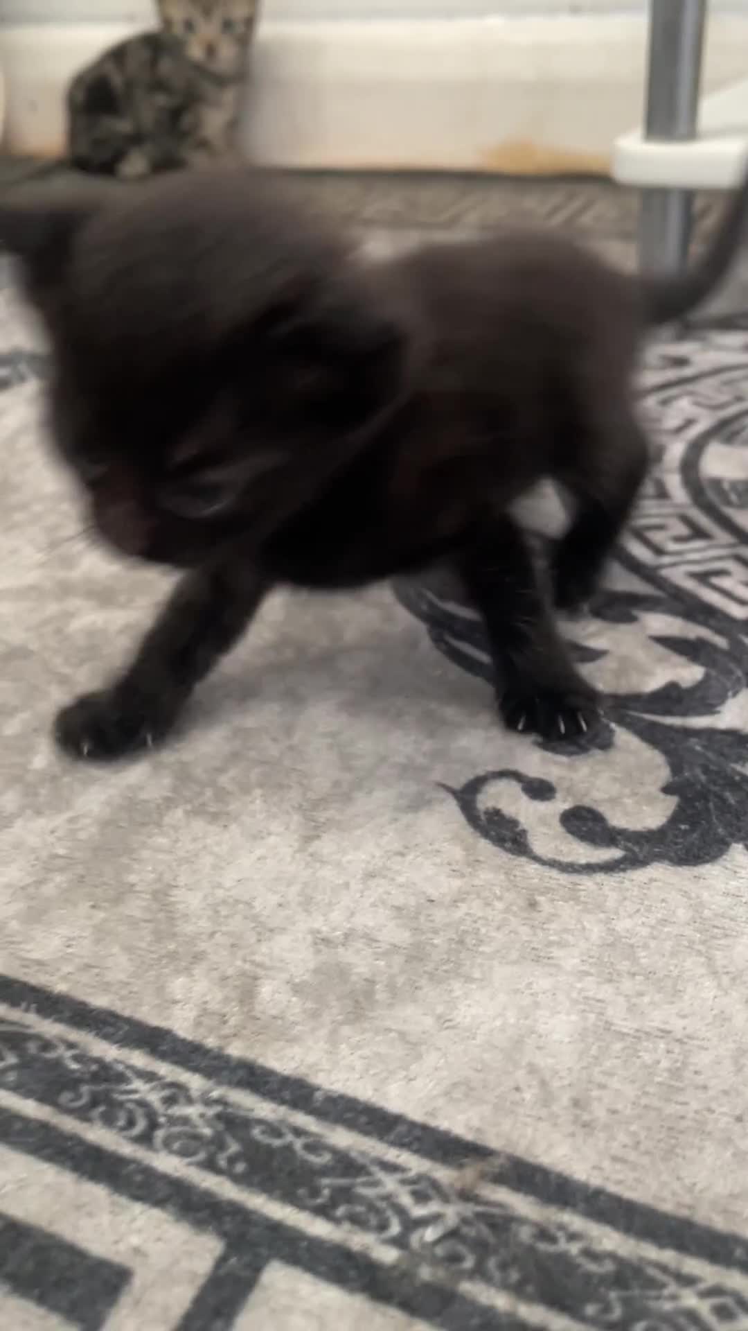 Domestic Shorthair cats for sale: Adorable 4-week-old kittens ready to reserve - Video 4
