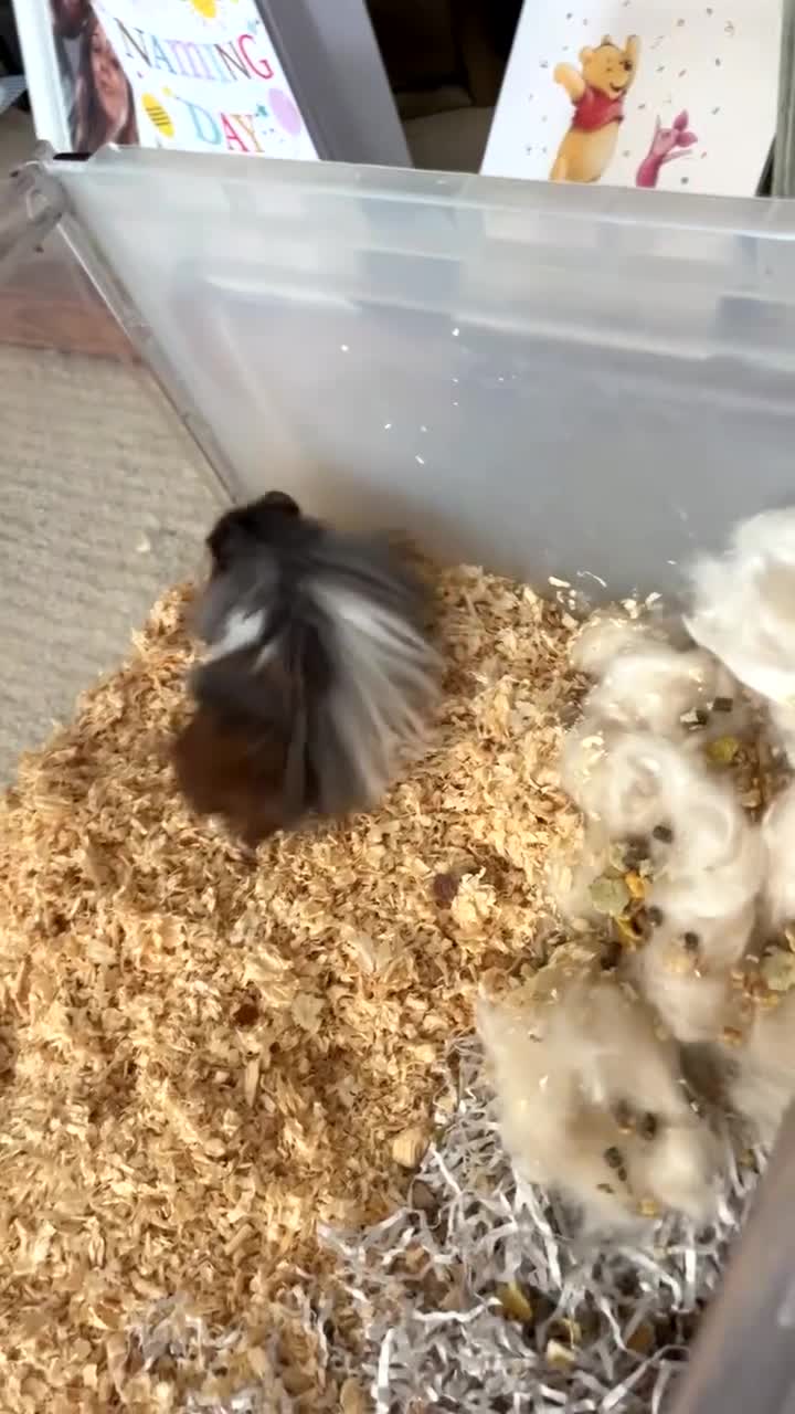Hamster rodents for sale: Male fluffy brown & white hamster - Video 1