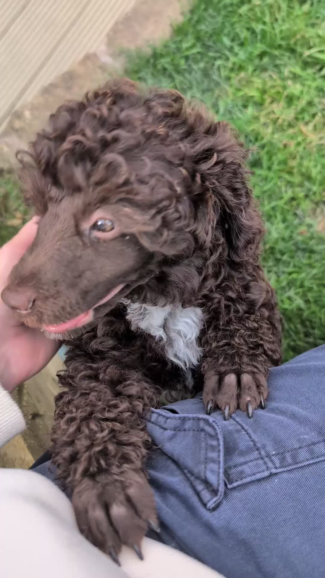 Miniature Poodle dogs for sale: Beautiful KC registered miniature poodles  - Video 1