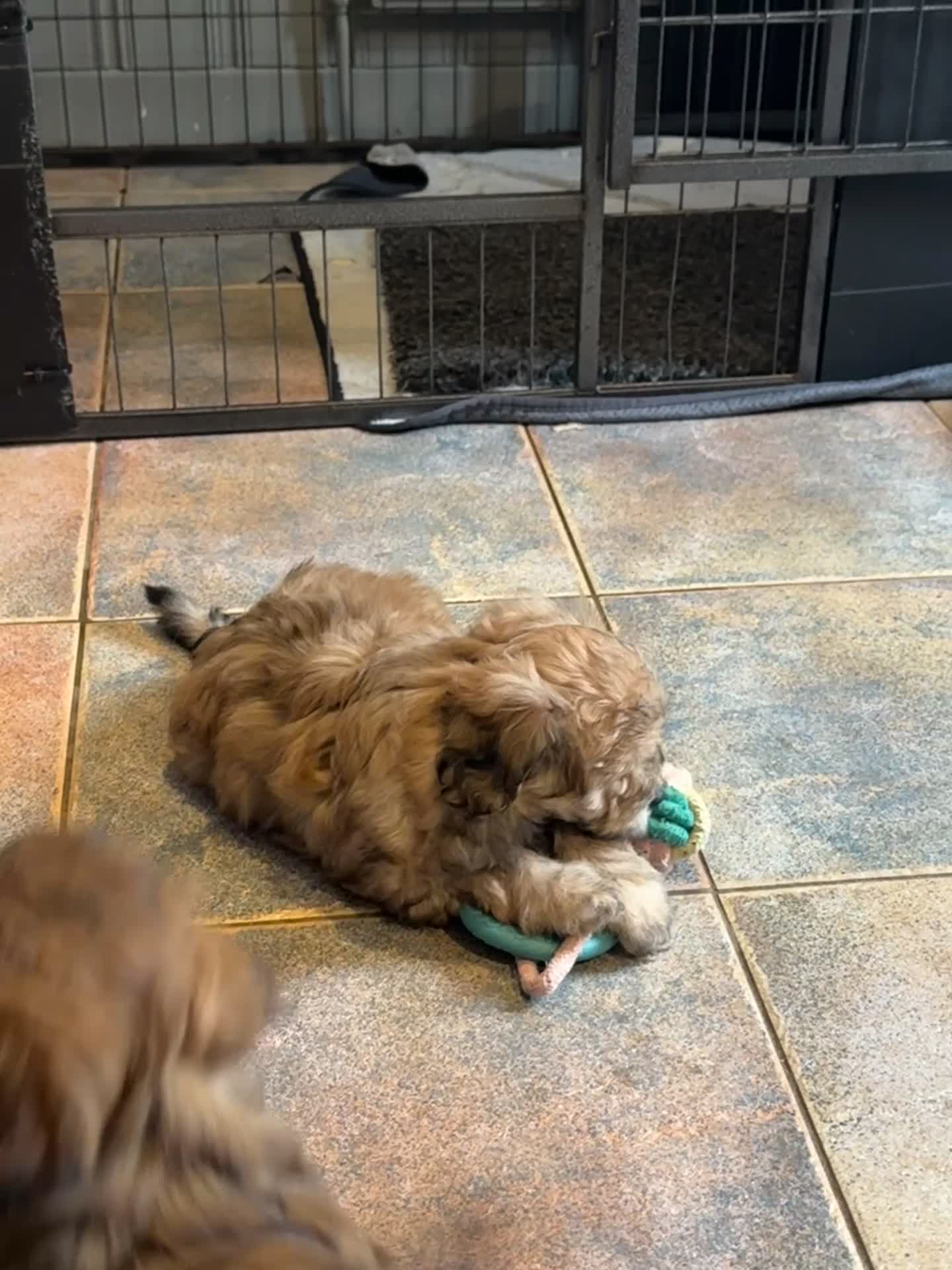 Maltipoo dogs for sale: Maltipoo puppy - Video 1