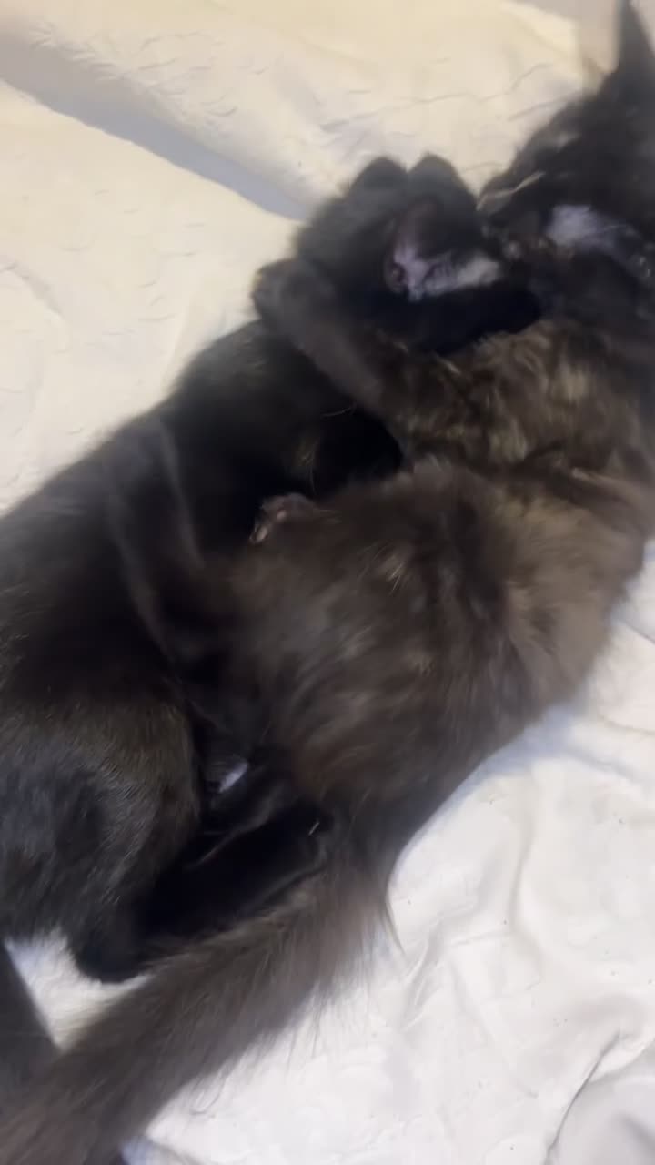 Mixed Breed cats for sale: 2 beautiful sisters  in Goole - Video 1