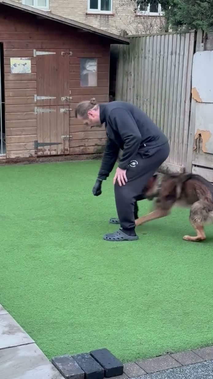 German Shepherd dogs for sale: KC Registered Czech Working Line GSD Male  - Video 1