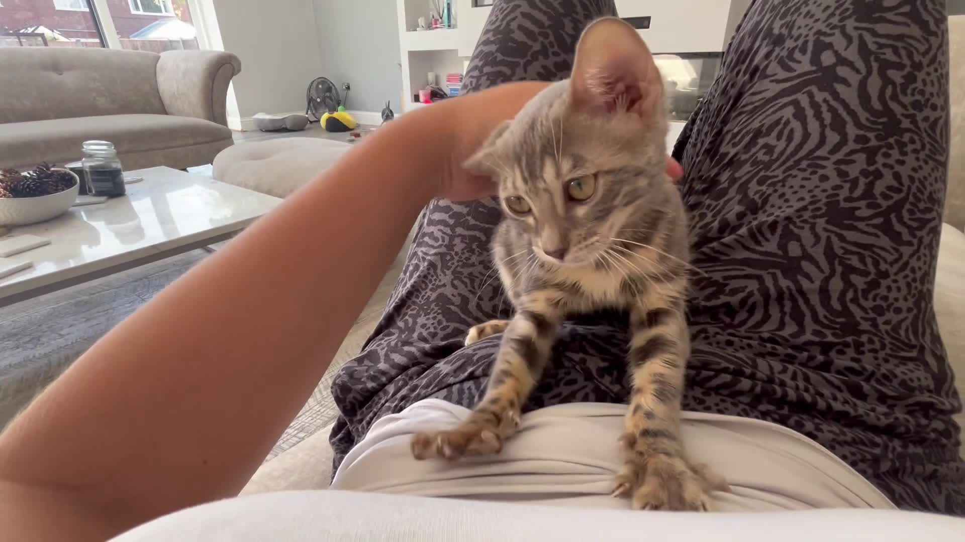 Bengal cats for sale: Adorable Female Blue Bengal Kitten TICA REG - Video 2