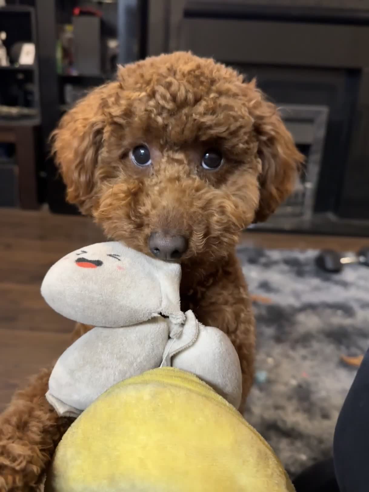 Miniature Poodle dogs for sale: Miniature/toy poodle 1 year old boy (Otis)  - Video 2