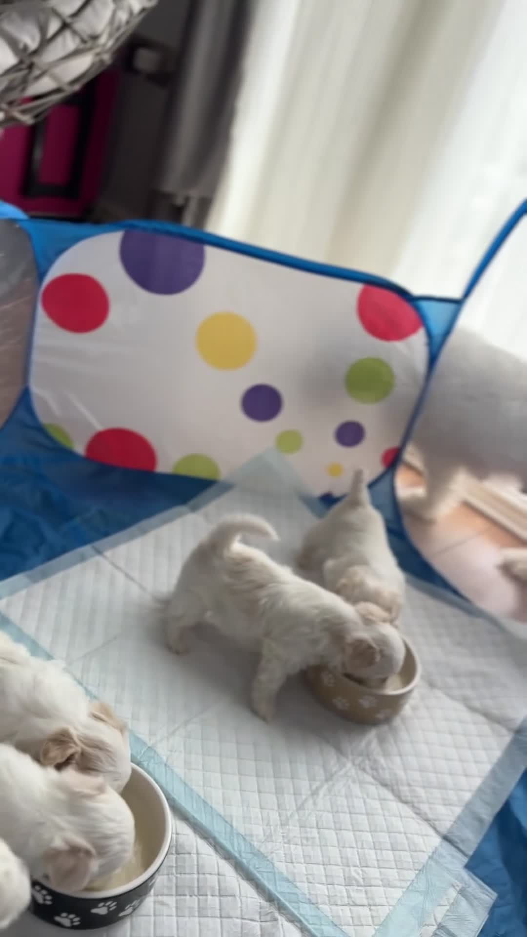 Maltese dogs for sale: Bichon Maltese puppies 🐶  in Northampton - Video 1