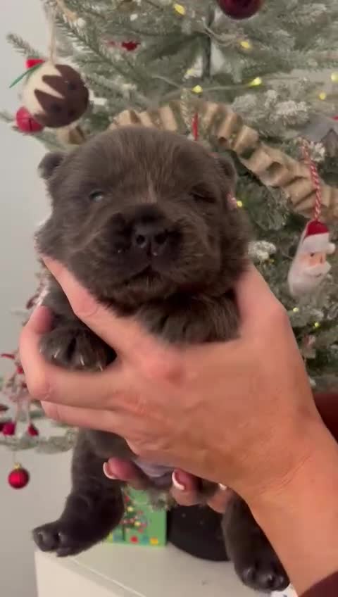Chow Chow dogs for sale: Chow chow puppies ready to go 20th jan - Video 2