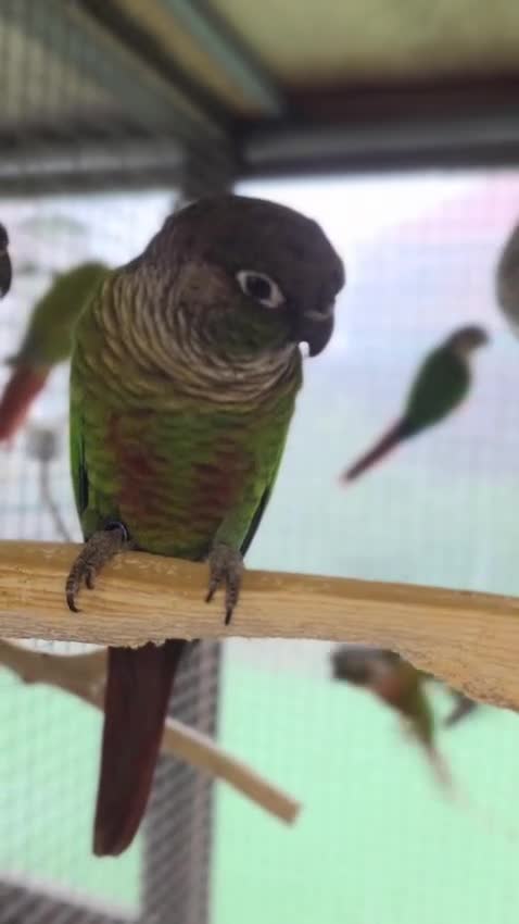 Conures birds for sale: Green Cheek conures - DNA sexed - Video 3