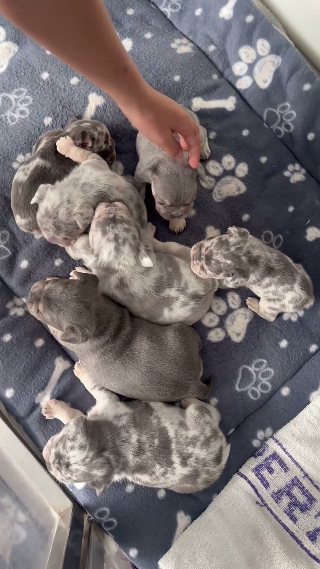 French Bulldog dogs for sale: Fluffy  **  French Bulldogs Puppy - Video 2