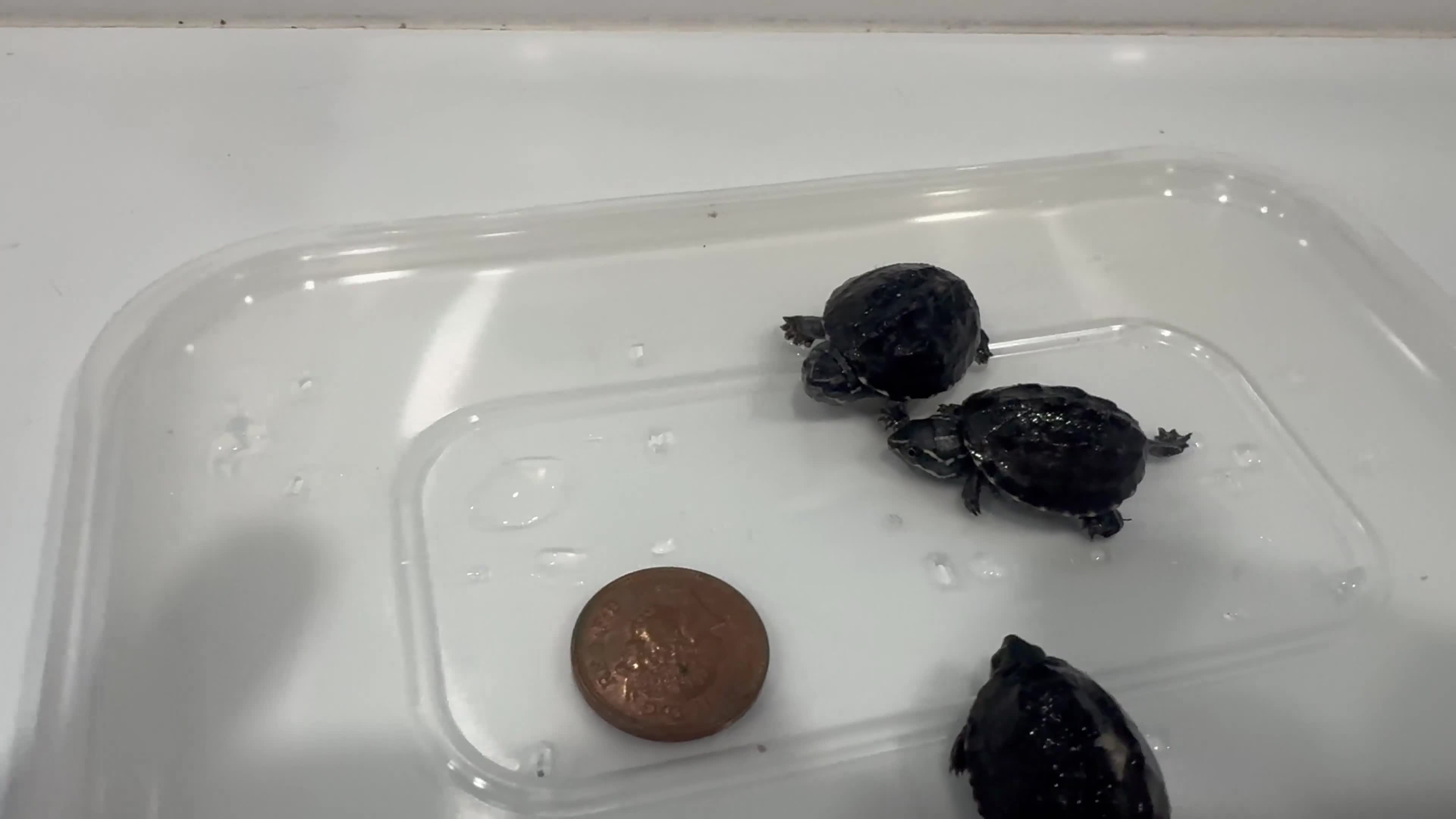 Turtle reptiles for sale: Baby Turtles  - Video 1