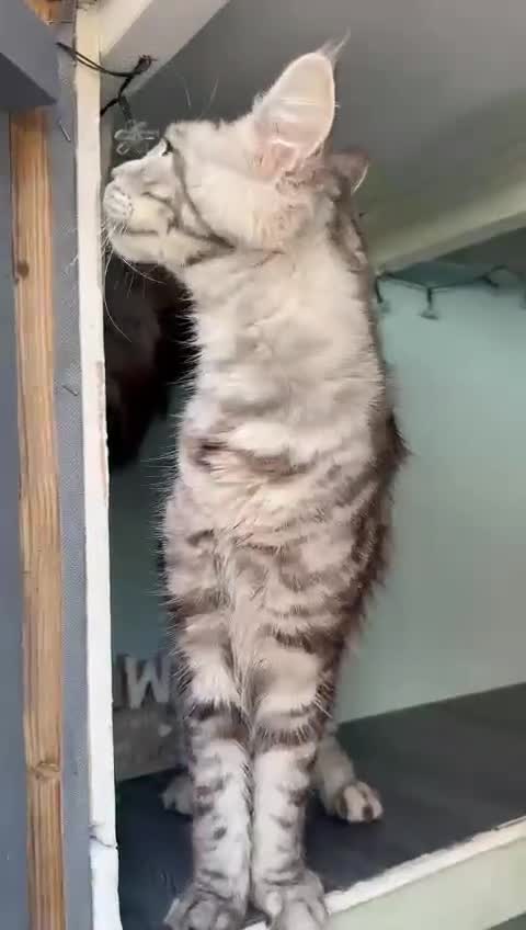 Maine Coon cats for sale: 4 stunning ACTIVE tica registered Maine coons - Video 1