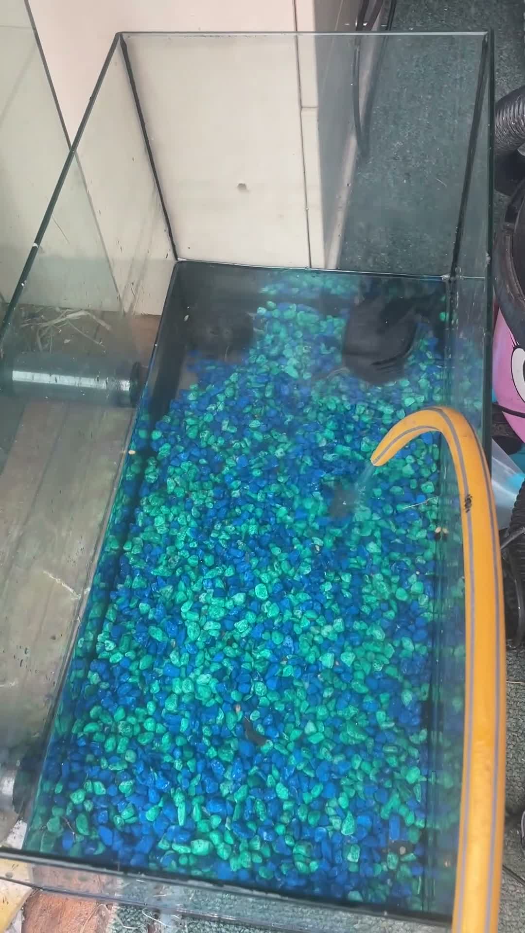 Tortoise reptiles for sale: Selling  Black Horsfield tortoise bonded pair .  - Video 2