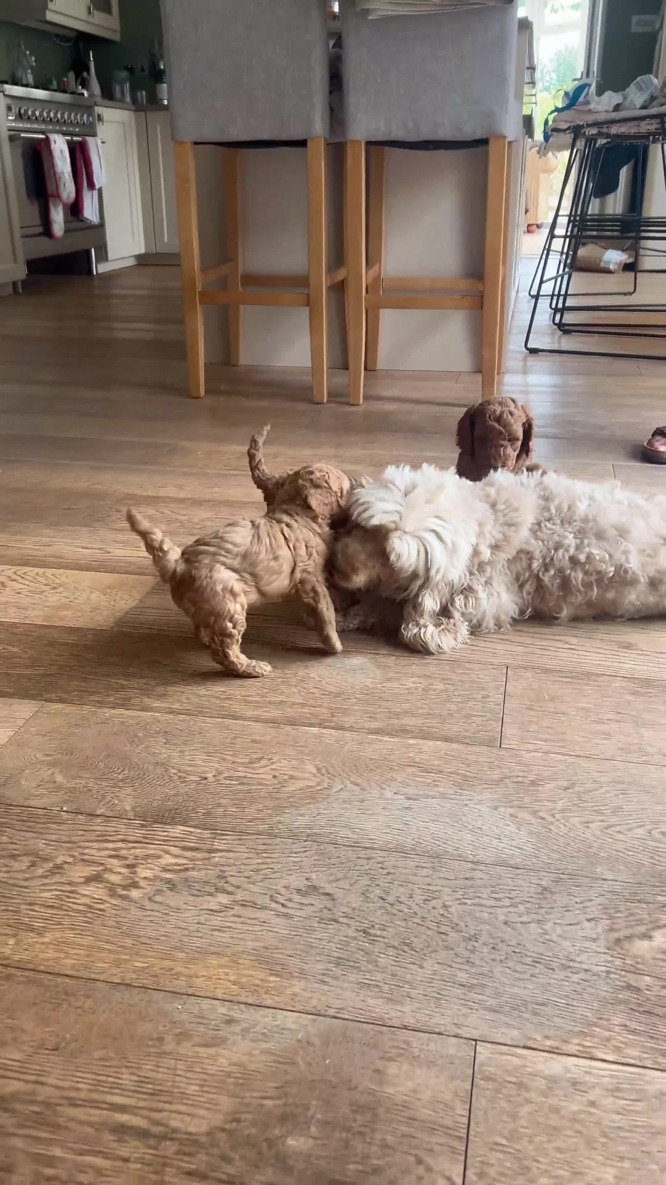 Cockapoo dogs for sale: Outstanding cockapoo puppies  - Video 1