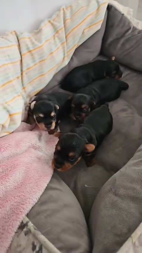 Yorkshire Terrier dogs for sale: Adorable Yorkie Puppies Ready for Loving Homes - Video 1