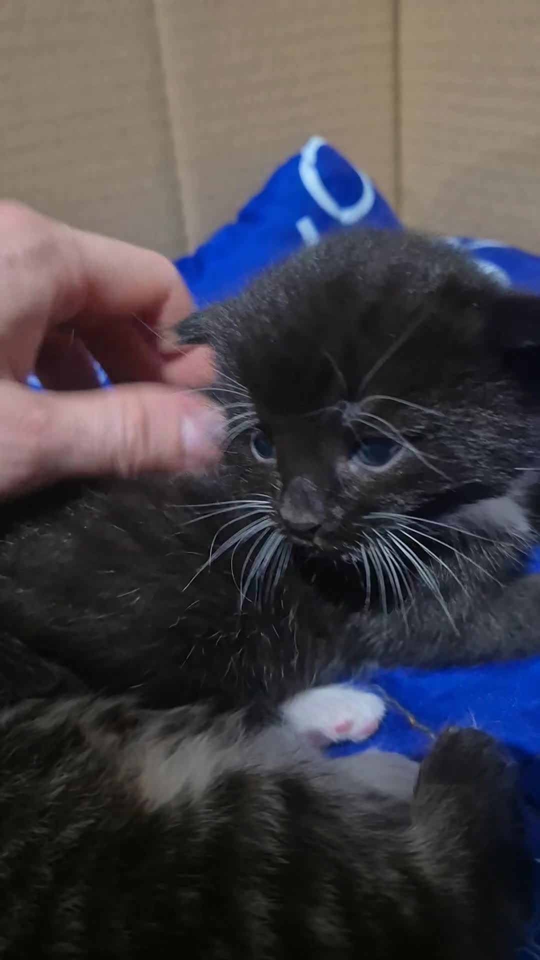 Mixed Breed cats for sale: mixed breed kittens - Video 2