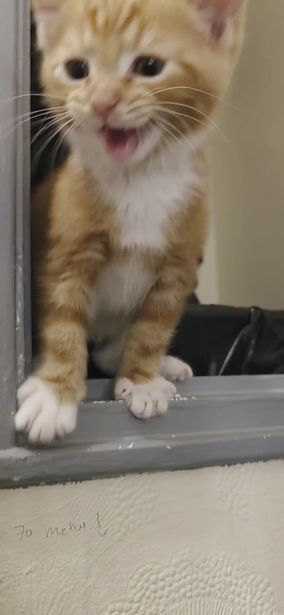 Domestic Shorthair cats for sale: Gorgeous Male Kitten - Video 1