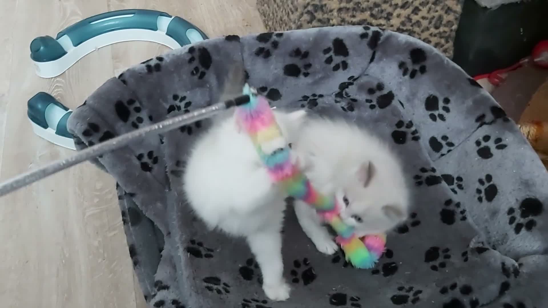 Ragdoll cats for sale: RAGDOLLS BICOLOUR GIRL BOY BLUE EYES  - Video 4