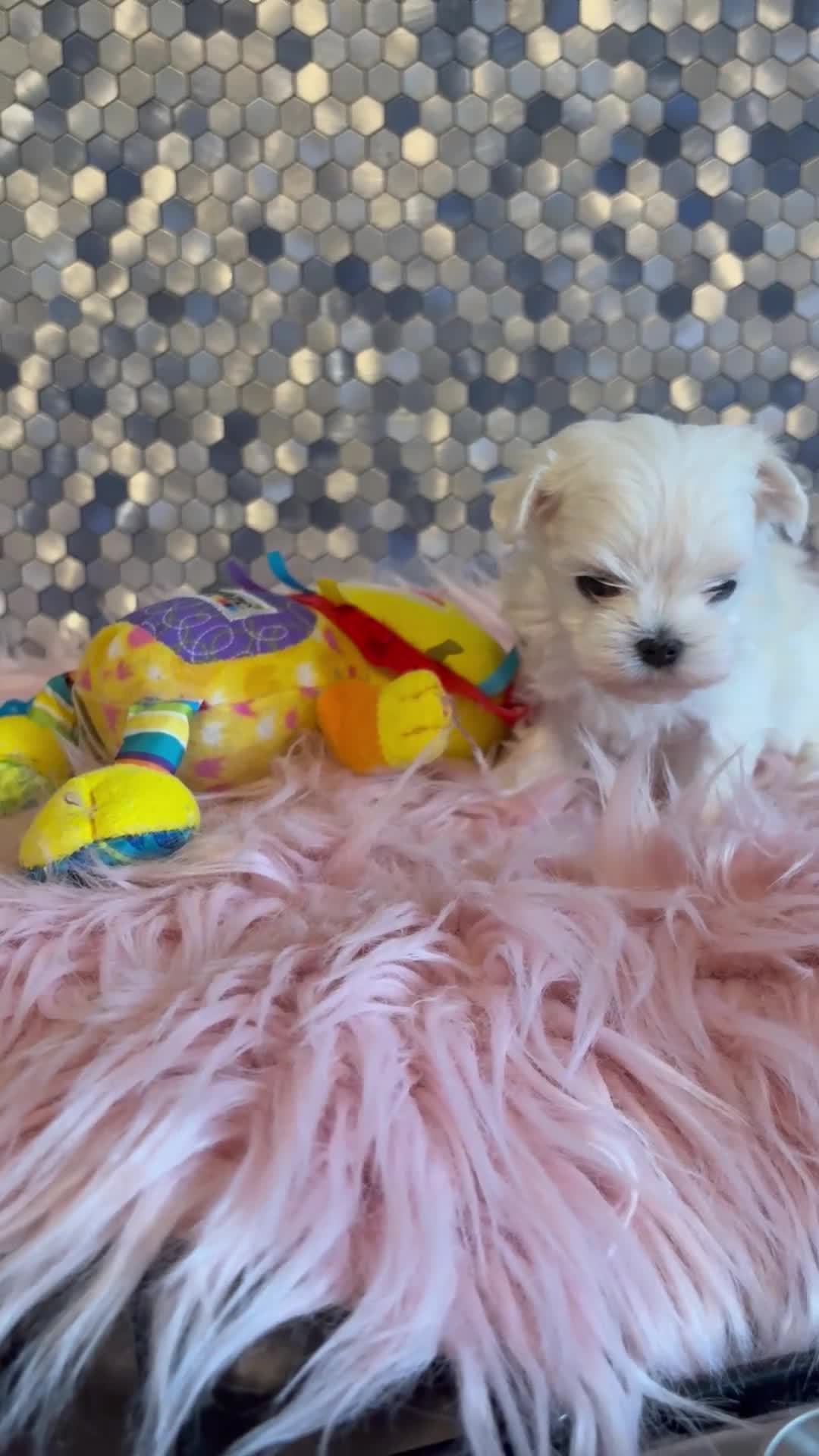 Maltese dogs for sale: Stunning korean Maltease  - Video 1