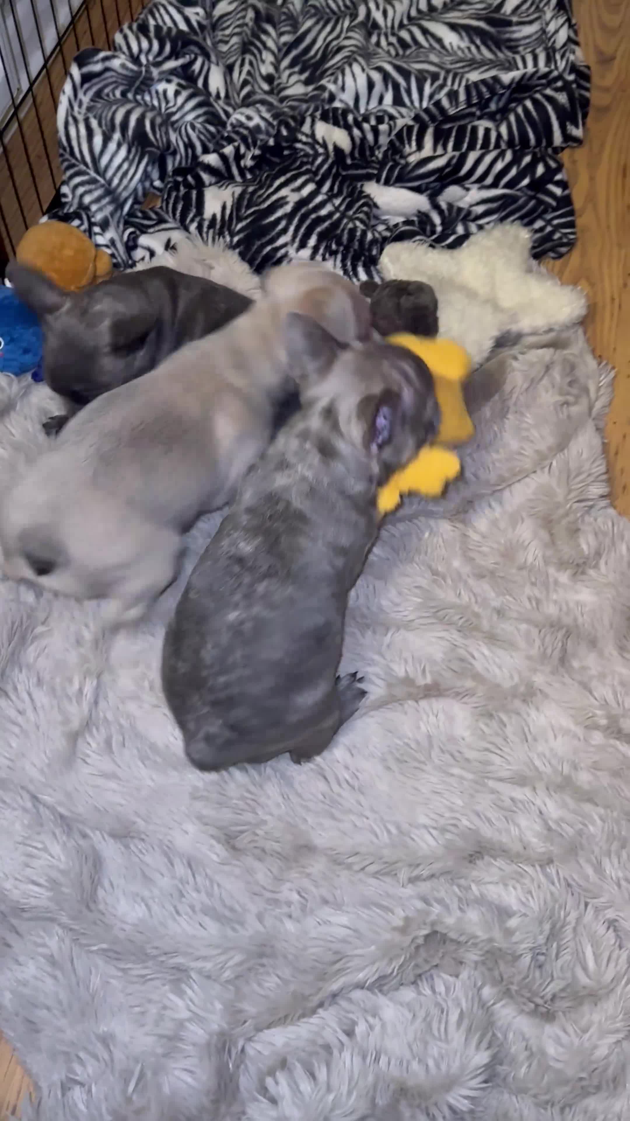 French Bulldog dogs for sale: LAST GIRL REMAINING - KC REG FRENCH BULLDOG PUP - Video 1