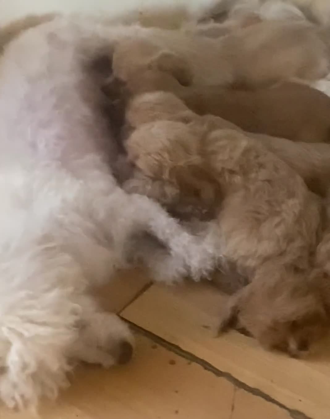 Cavapoo dogs for sale: Extensively DNA clear including BVA eyes & heart  - Video 1