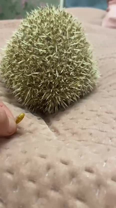 Pygmy Hedgehog rodents for sale: African Pygmy hedgehog for rehome - Video 1