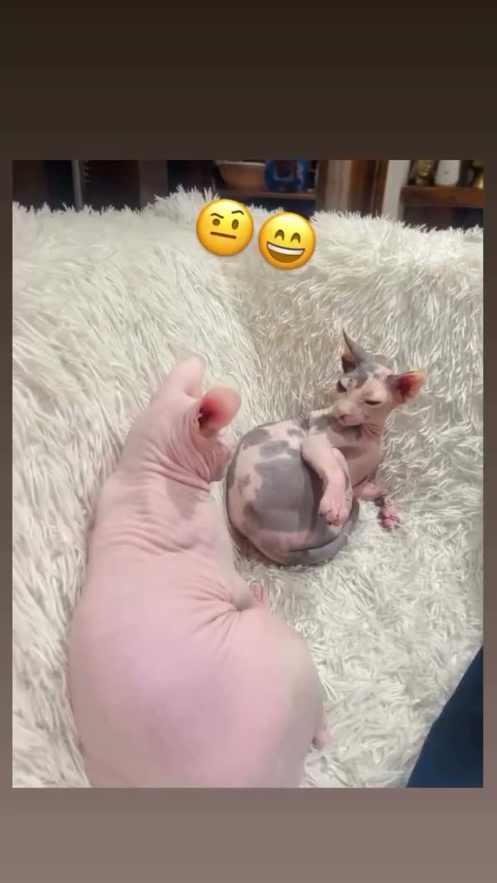 Sphynx cats for sale: Canadian Sphinx kittens  - Video 3