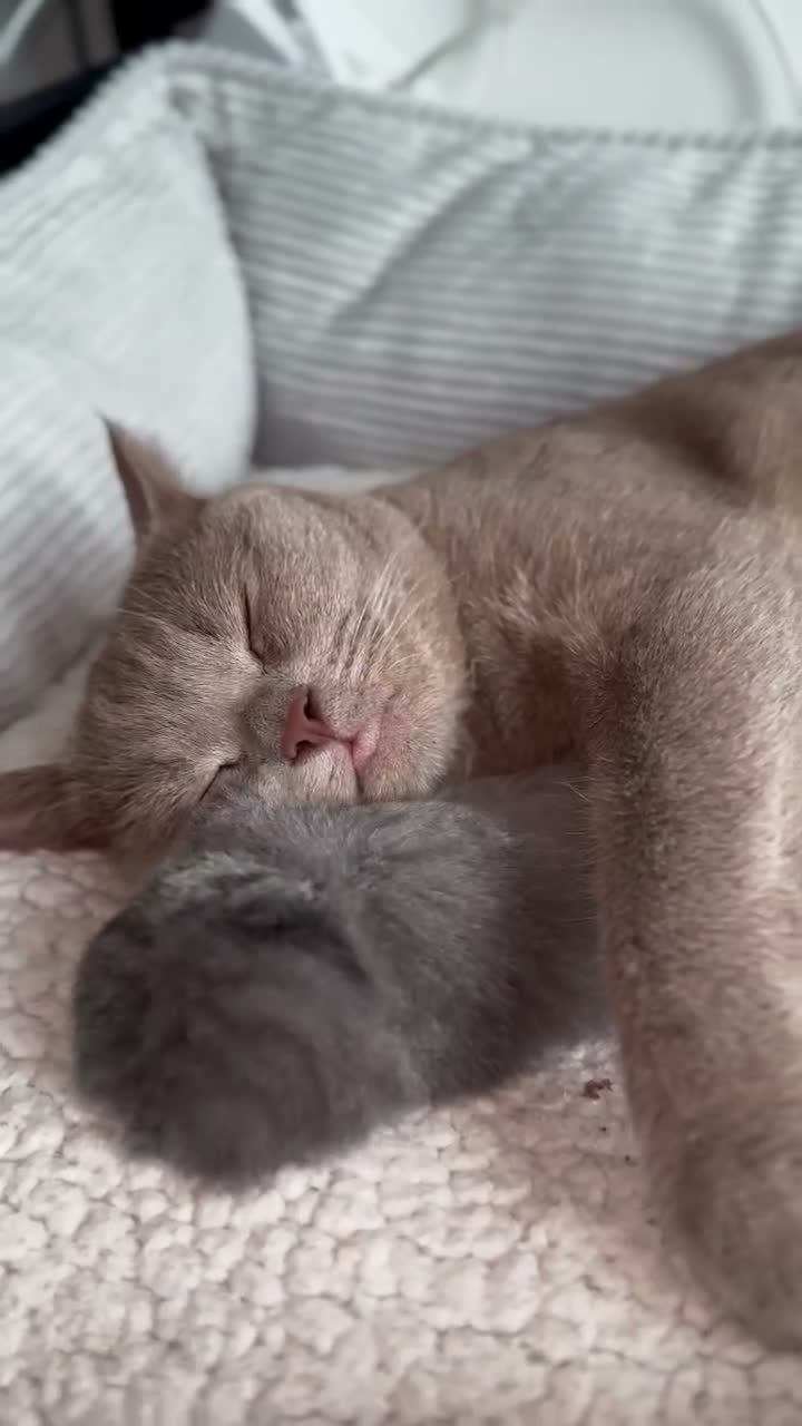 British Shorthair cats for sale: Beautiful British Shorthair Kittens 🐾 - Video 4