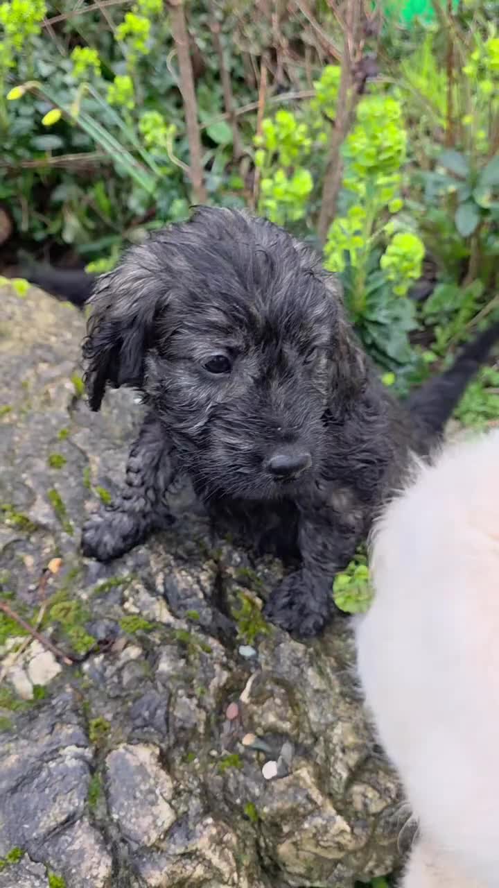 Goldendoodle dogs for sale: Outstanding F1 Goldendoodle Puppies - Video 1