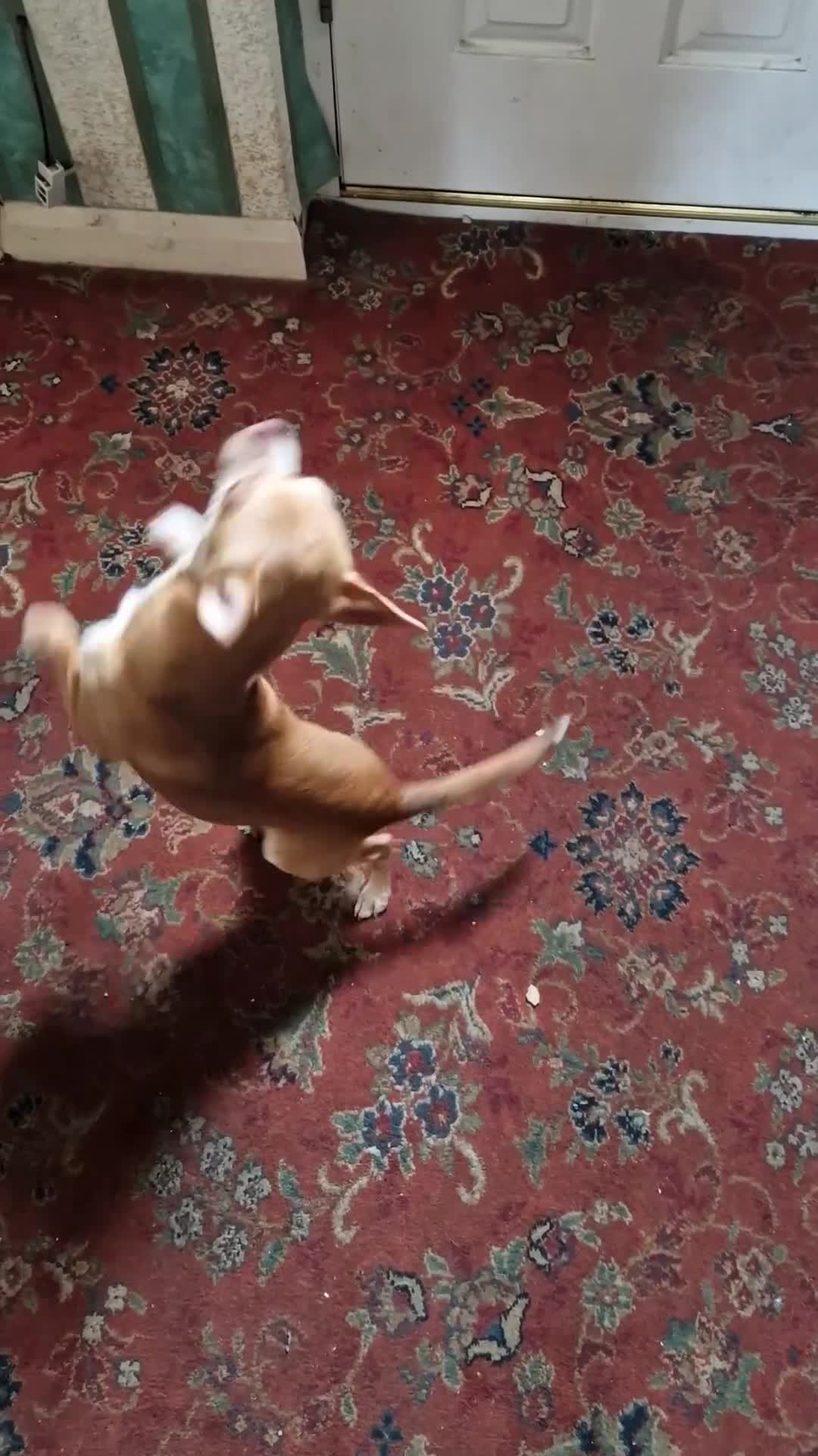 Chihuahua dogs for stud: Paco - Very active male for stud - Video 1