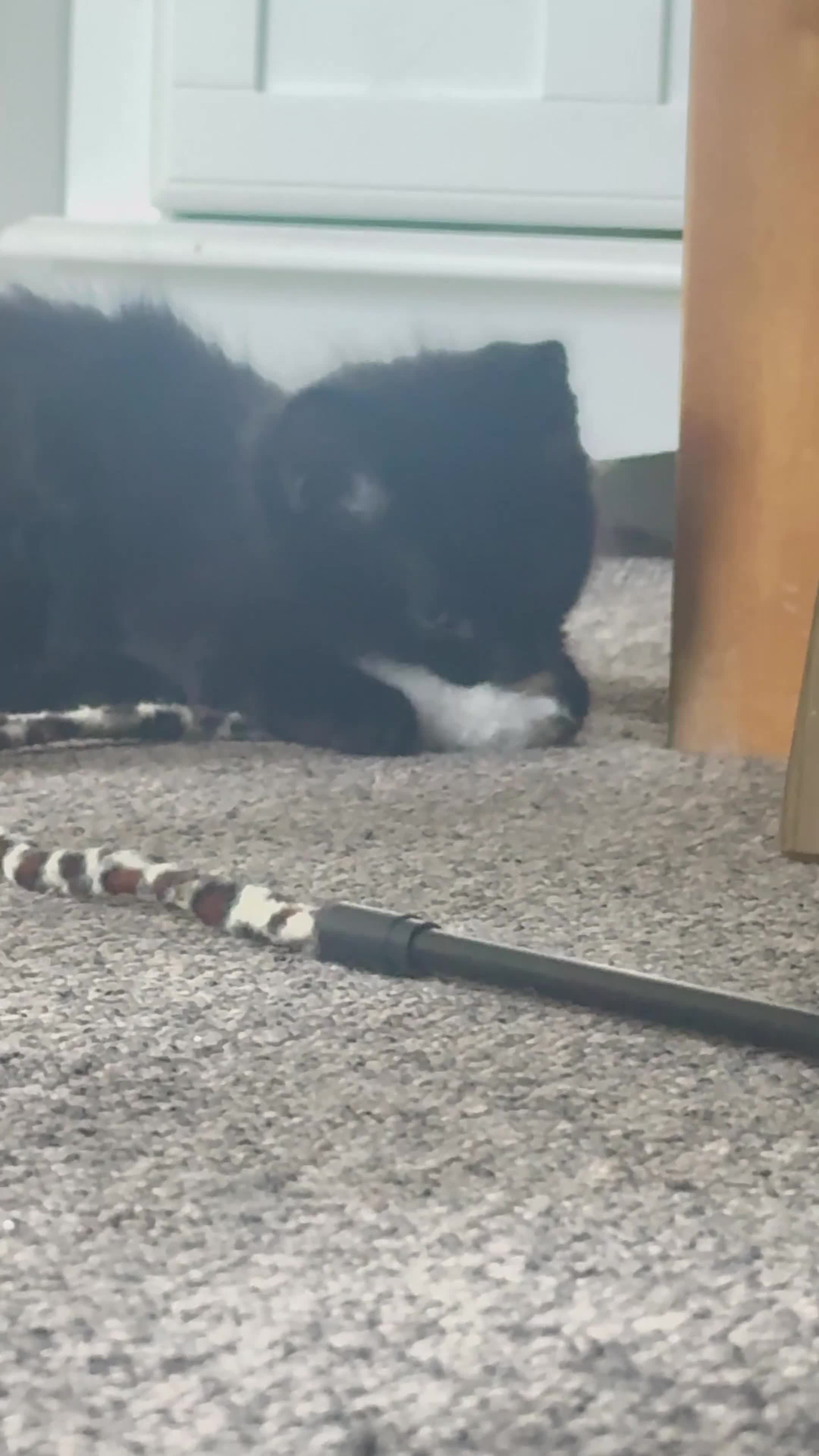 Mixed Breed cats for sale: Fluffy kitten - Video 3