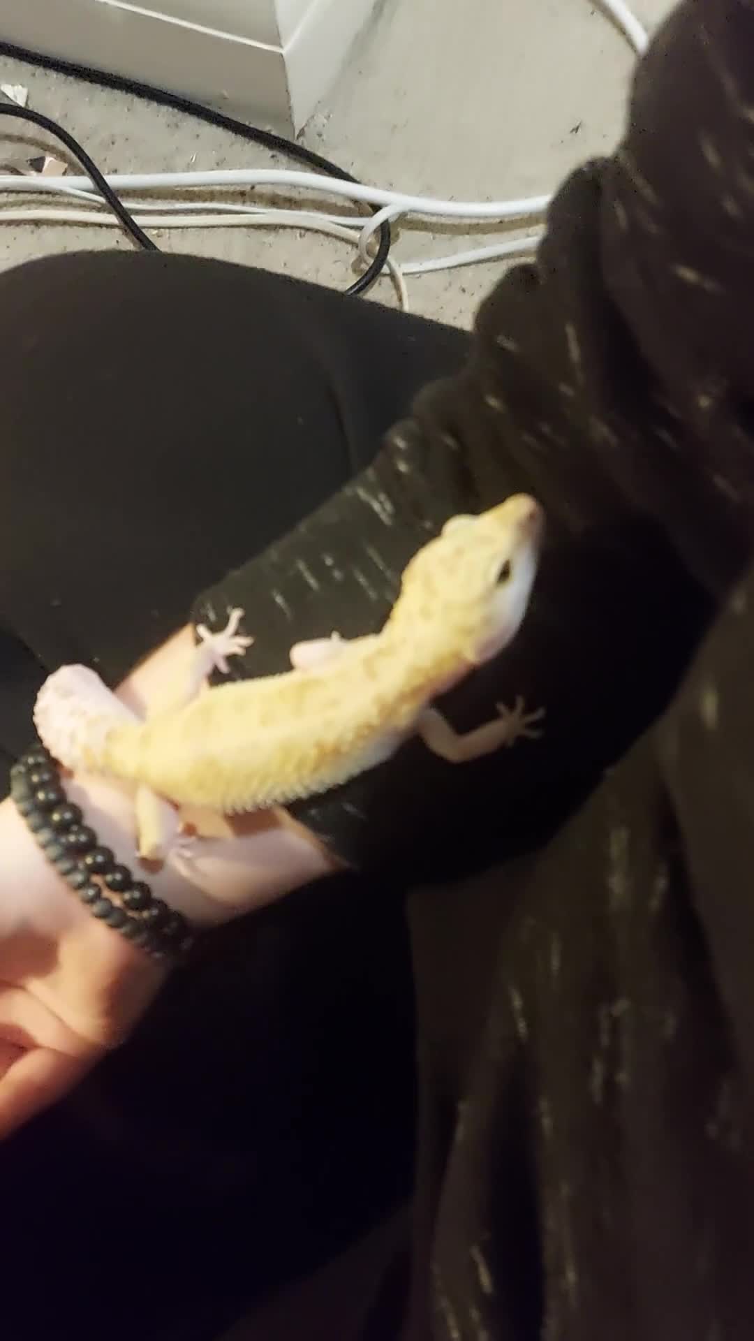 Leopard Gecko reptiles for sale: Leopard geko and vivarium  - Video 1