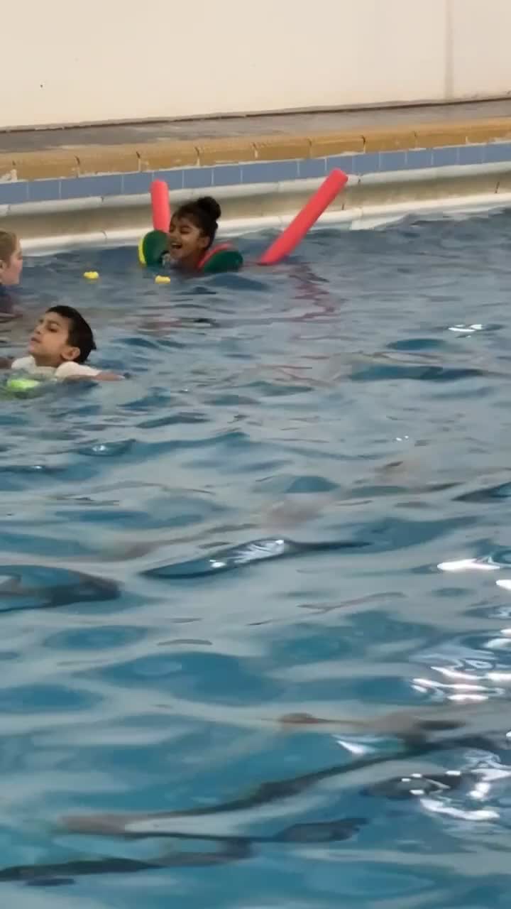 Scottish Fold cats for sale: British shorthair x Scottish fold kittens - Video 4