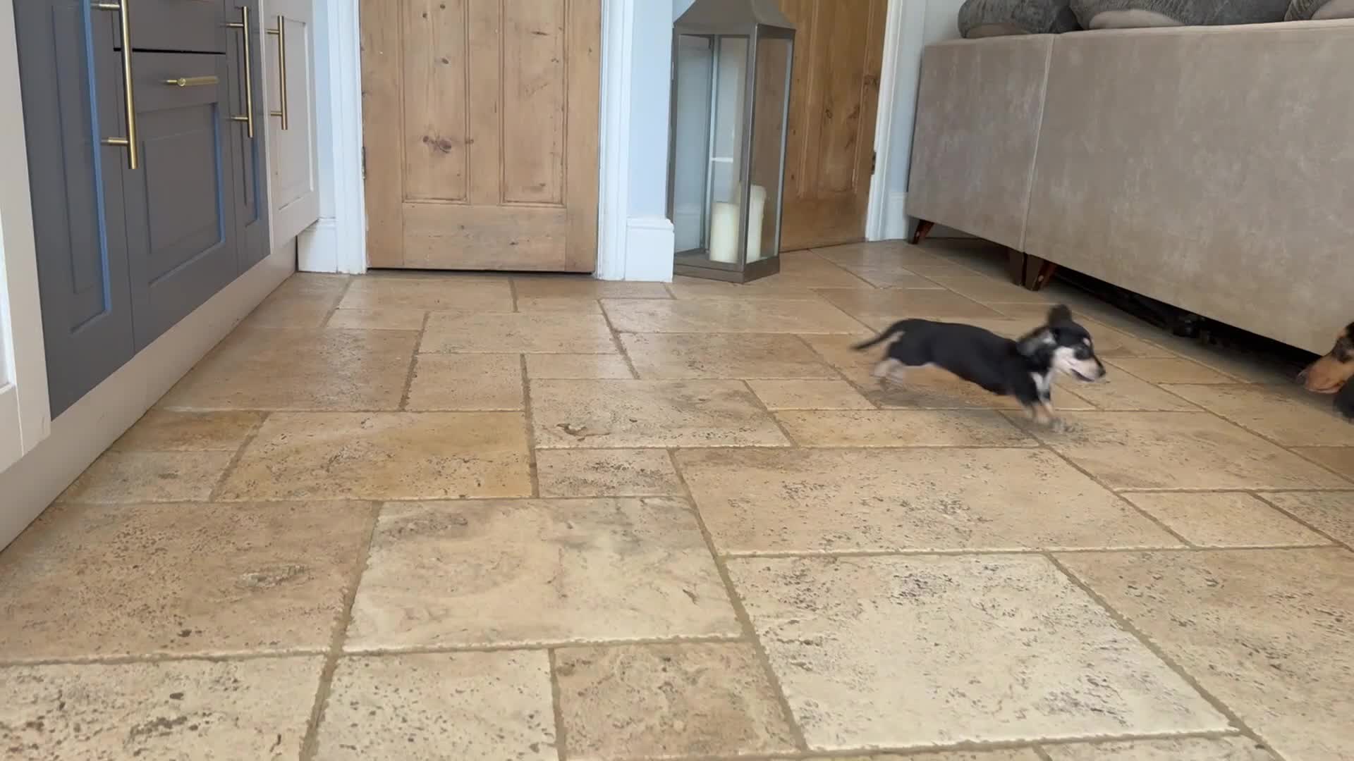 Miniature Dachshund dogs for sale: Exceptional PRA clear Champion miniature L/H dachs - Video 1