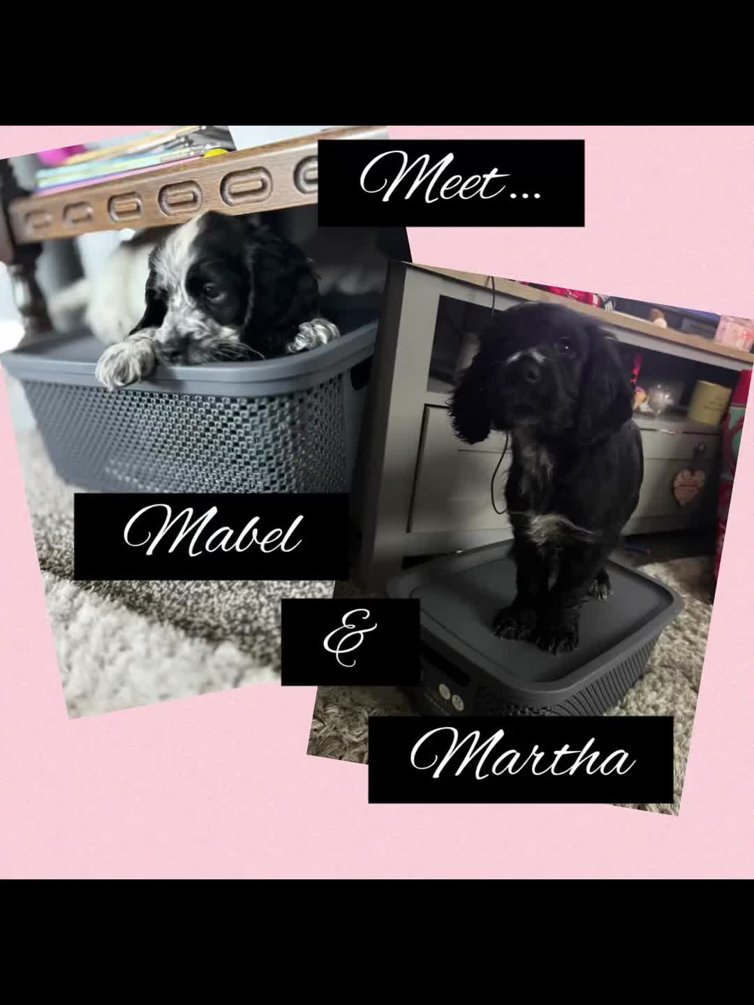 Sprocker dogs for sale: Beautiful Sprocker for sale in Mansfield - Video 1