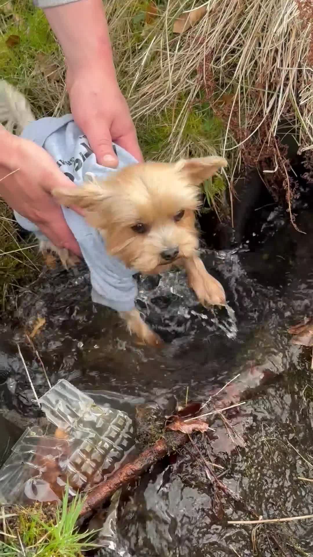 Yorkshire Terrier dogs for stud: York Cup Dyzio for Adoption.  - Video 1