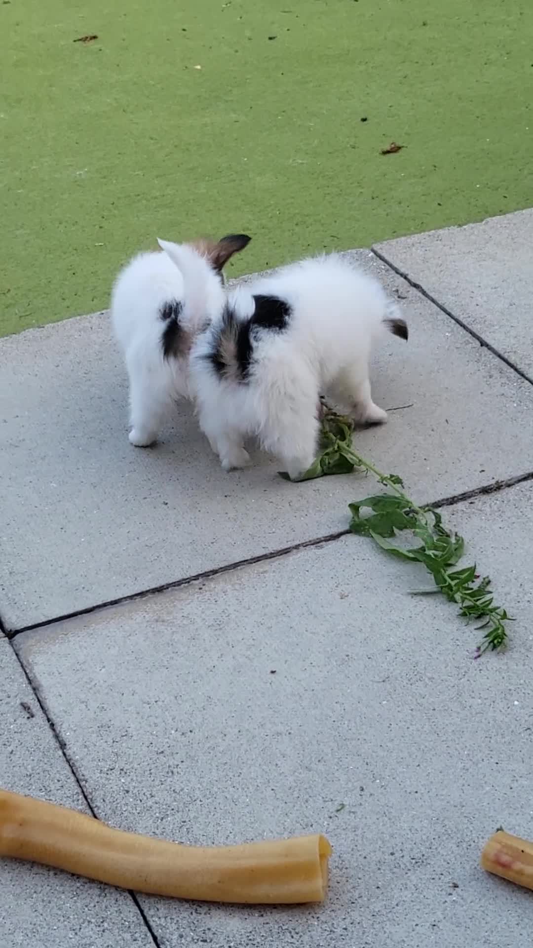 Papillon dogs for sale: 3 lovely Papillon boys  - Video 1