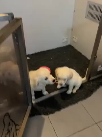 Golden Retriever dogs for sale: 🐶❤️Beautiful Golden retriever puppies available  - Video 1